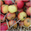 Pommes