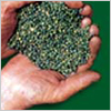 Lentille-verte-du-Puy
